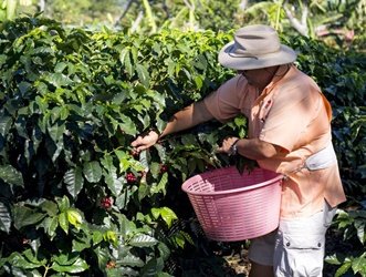 coffee plantation